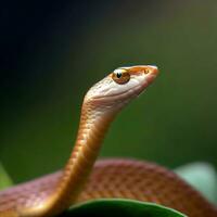 une bébé marron chat serpent émerge de ses œuf, mettant en valeur ses miniature éclat ,ai généré photo