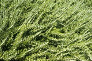 une buisson avec beaucoup vert feuilles photo