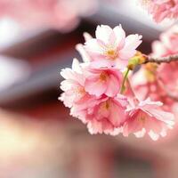 Cerise fleurs peindre le paysage avec leur onirique teintes ,ai généré photo