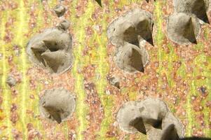 une cactus plante avec beaucoup pointes photo