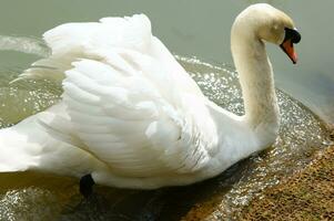 une blanc cygne est flottant dans une étang photo