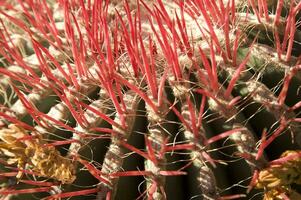 une proche en haut de une cactus avec beaucoup petit aiguilles photo