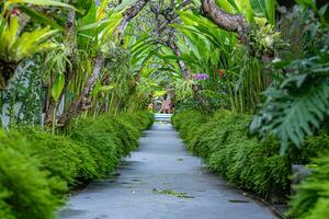 une sentier avec luxuriant des arbres photo