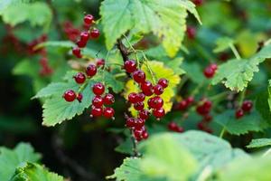 baies rouges sauvages se bouchent photo