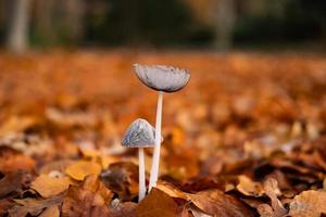 gros plan de champignons dans la forêt photo