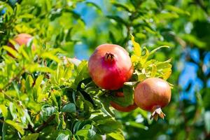 fruits de grenade sur une branche photo