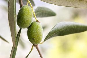 Détail macro d'olives vertes photo
