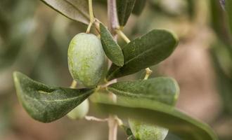 olives vertes de Ligurie photo