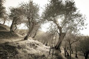 oliviers centenaires de la campagne pisane photo