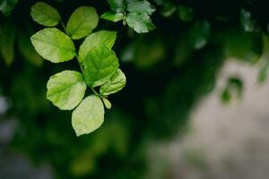 proche en haut vue de vert feuilles de ficus arbre dans le jardin photo