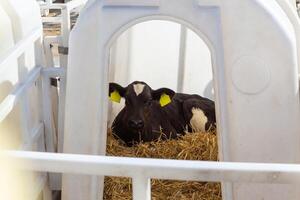 une petit vache veau dans une manger en plein air photo