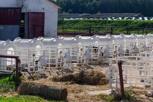 petit veaux de vaches dans une manger dans séparé Maisons. photo