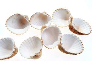 mer coquilles isolé sur blanc Contexte photo