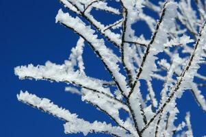 le Soleil brille par le branches de une arbre photo