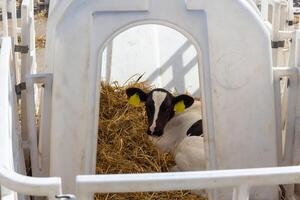 une petit vache veau dans une manger en plein air photo