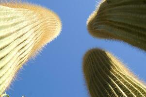 une proche en haut de une cactus avec beaucoup petit aiguilles photo