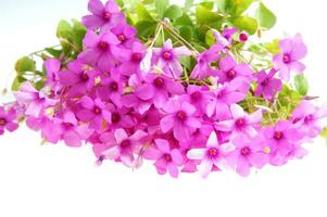 une bouquet de violet fleurs sur une blanc surface photo