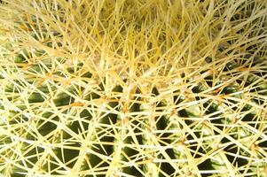 une cactus plante avec longue blanc Cheveux photo