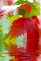 une vert feuille avec l'eau gouttelettes sur il photo