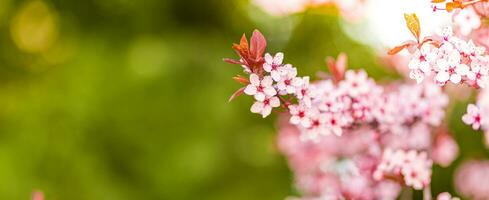 printemps Contexte. Frais fleurs dans floraison, magnifique doux couleurs épanouissement printemps arbre. paisible artistique la nature sur flou Naturel Contexte. fantastique printemps fermer photo