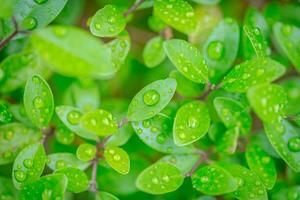 magnifique gouttes de transparent pluie l'eau sur une vert feuilles macro. Frais vert la nature ensoleillé temps. magnifique feuille texture dans la nature. Naturel arrière-plan, printemps été fraîcheur photo