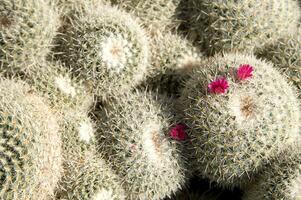 une proche en haut de une cactus avec beaucoup petit aiguilles photo