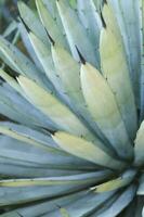 une proche en haut de une cactus avec beaucoup long, mince aiguilles photo