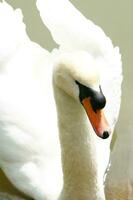 une blanc cygne est flottant dans une étang photo