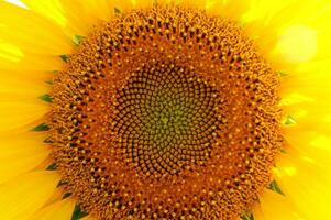 une grand champ de tournesols est montré dans cette photo