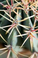 une cactus plante avec beaucoup pointes photo