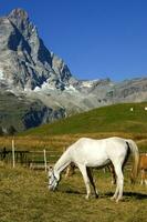 une blanc cheval permanent dans une champ photo