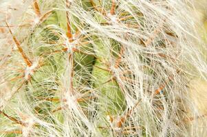 une cactus plante avec beaucoup pointes photo