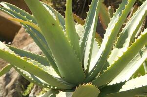 une cactus plante avec beaucoup pointes photo