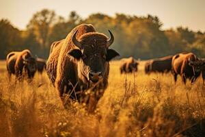 portrait buffle dans le milieu ferme avec lumière exposition photo