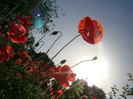 magnifique champ rouge coquelicots avec sélectif se concentrer. doux lumière. Naturel drogues. clairière de rouge coquelicots. solitaire coquelicot. photo