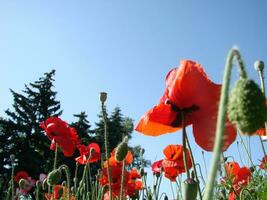 magnifique champ rouge coquelicots avec sélectif se concentrer. doux lumière. Naturel drogues. clairière de rouge coquelicots. solitaire coquelicot. photo