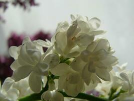 épanouissement commun Syringa vulgaris lilas buisson blanc cultivar. printemps paysage avec bouquet de soumissionner fleurs. photo