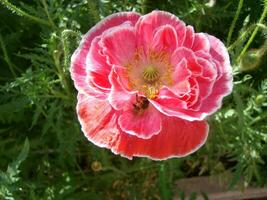 rose coquelicot avec une blanc franges sur une vert Contexte photo