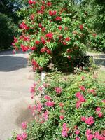 rose arbuste des roses. rose Félicia des roses. rose des roses Contexte. hybird musc des roses photo