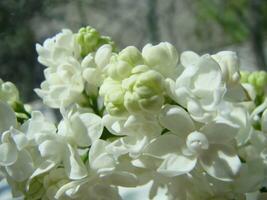 épanouissement commun Syringa vulgaris lilas buisson blanc cultivar. printemps paysage avec bouquet de soumissionner fleurs. photo