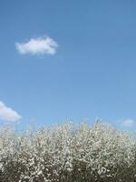 blanc fleurs sur une bifurquer, prunellier dans fleur dans de bonne heure printemps, avec rétro ancien filtres. photo