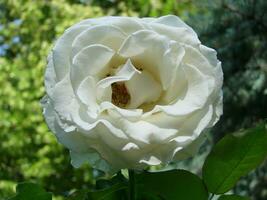 buisson blanc épanouissement Rose. croissance des roses. une lot de magnifique épanouissement des roses. bourgeons de une blanc Rose photo