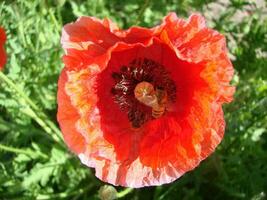 rouge coquelicot fleurs avec une abeille et blé des champs sur le Contexte. photo