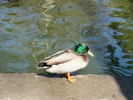 Masculin et femelle colvert canard nager sur une étang avec vert l'eau tandis que photo