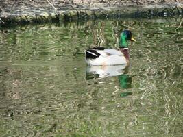 Masculin et femelle colvert canard nager sur une étang avec vert l'eau tandis que photo