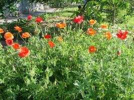 magnifique champ rouge coquelicots avec sélectif se concentrer. doux lumière. Naturel drogues. clairière de rouge coquelicots. solitaire coquelicot. photo