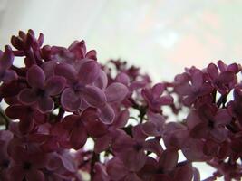 branche de violet lilas fleurs Syringa vulgaire. photo