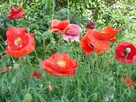 magnifique champ rouge coquelicots avec sélectif se concentrer. doux lumière. Naturel drogues. clairière de rouge coquelicots. solitaire coquelicot. photo