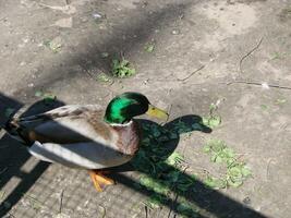 Masculin et femelle colvert canard nager sur une étang avec vert l'eau tandis que photo