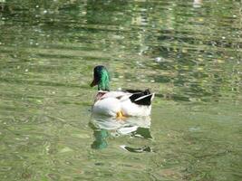 Masculin et femelle colvert canard nager sur une étang avec vert l'eau tandis que photo